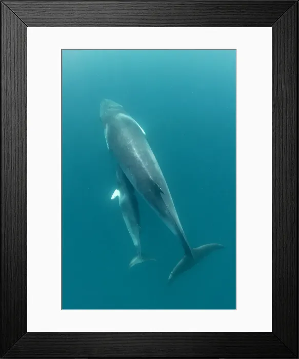 Framed Print : Dwarf minke whale and her young calf, Great Barrier Reef, Queensland, Australia Framed Print : Dwarf minke whale and her young calf, Great Barrier Reef, Queensland, Australia