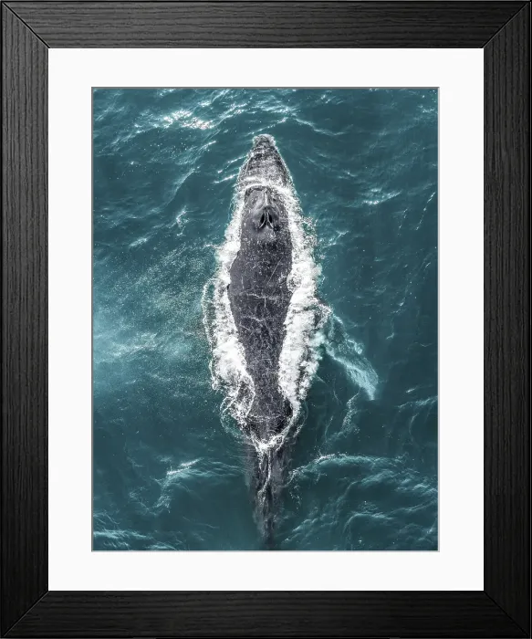 Framed Print : Humpback whale swimming in the Pacific Ocean