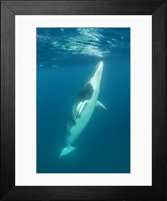 Framed Print : Dwarf minke whale swimming to the surface, Ribbon Reefs area, North Queensland, Australia