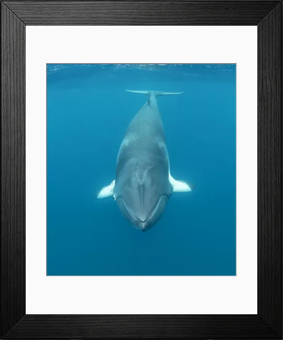 Framed Print : Dwarf minke whale front on, Great Barrier Reef, Queensland, Australia Framed Print : Dwarf minke whale front on, Great Barrier Reef, Queensland, Australia