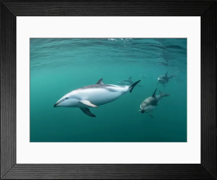 Framed Print : Pod of dusky dolphins, Lagenorhynchus obscurus, patrolling the waters of the Nuevo Gulf, Valdes Peninsula, Argentina Framed Print : Pod of dusky dolphins, Lagenorhynchus obscurus, patrolling the waters of the Nuevo Gulf, Valdes Peninsula, Argentina