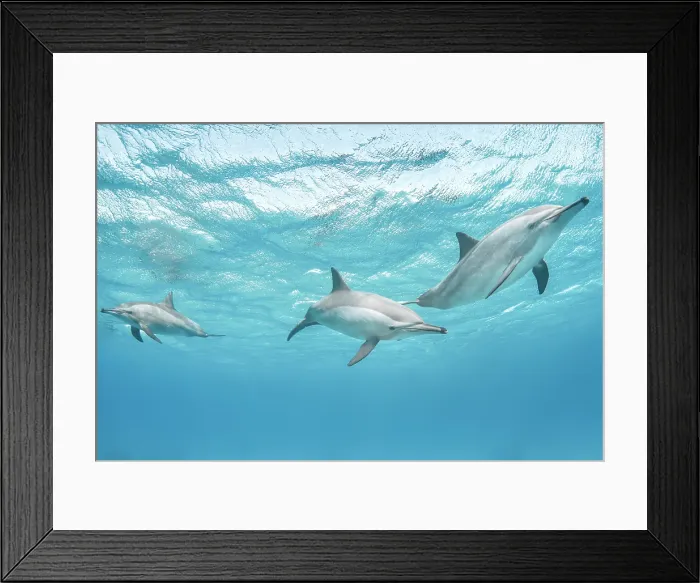 Framed Print : Spinner Dolphins