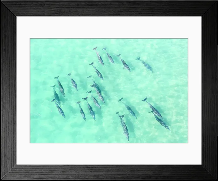 Framed Print : Drone point of view above a large pod of Dolphins swimming in clear ocean waters, Fingal heads, New South Wales, Australia Framed Print : Drone point of view above a large pod of Dolphins swimming in clear ocean waters, Fingal heads, New South Wales, Australia