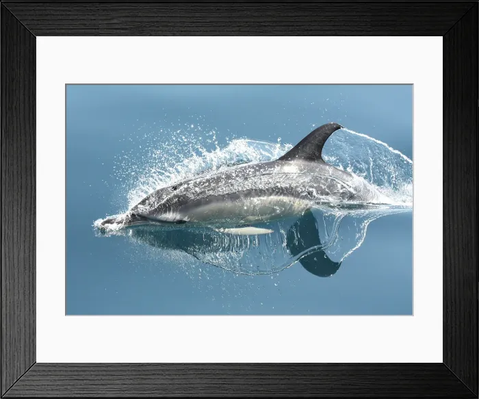 Framed Print : Dolphin Surfacing Framed Print : Dolphin Surfacing