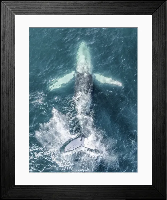 Framed Print : A humpback whale in the Pacific Ocean
