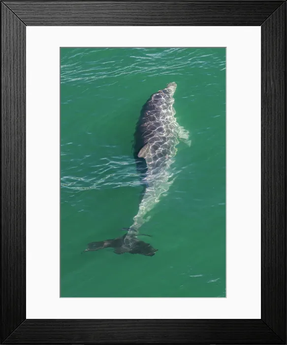 Framed Print : Wild Bottlenose dolphin (tursiops truncatus) - Mandurah canals, Western Australia Framed Print : Wild Bottlenose dolphin (tursiops truncatus) - Mandurah canals, Western Australia