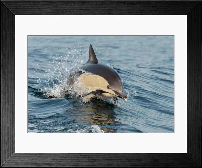 Framed Print : Common dolphin breaching, Montague Island, NSW, Australia