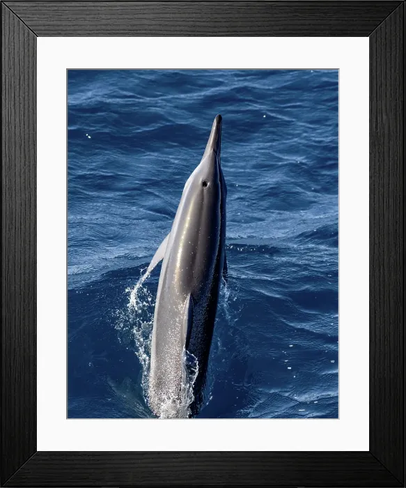 Framed Print : Leaping spinner dolphin Framed Print : Leaping spinner dolphin
