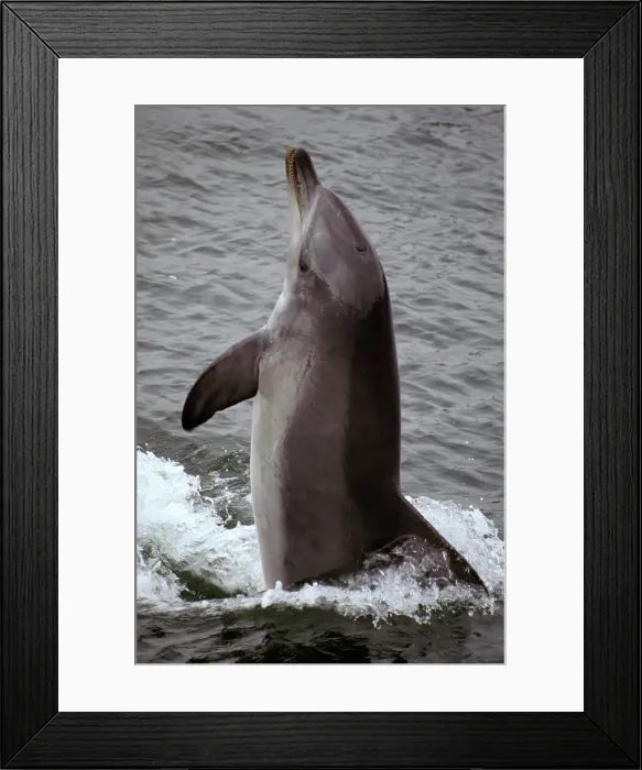 Framed Print : Underwater World, Western Australia