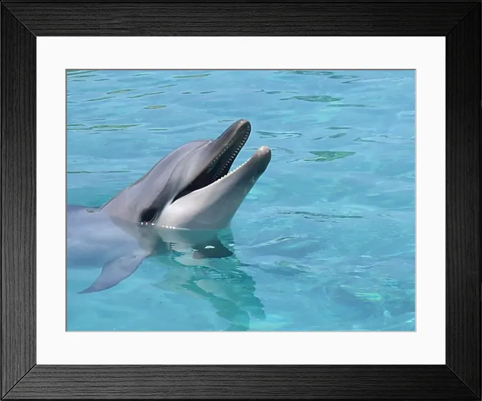 Framed Print : Portrait of smiling dolphin in turquoise water