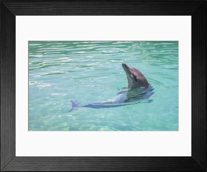 Framed Print : Wild Dolphins Framed Print : Wild Dolphins