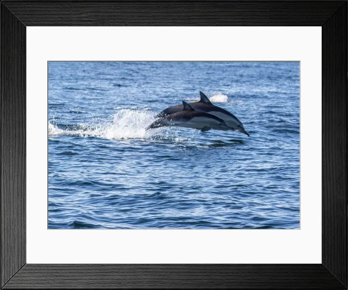 Framed Print : Dolphins jumping Framed Print : Dolphins jumping