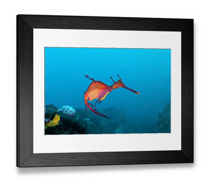 Framed Print : Weedy sea dragon close up, Jervis Bay, NSW, Australia Framed Print : Weedy sea dragon close up, Jervis Bay, NSW, Australia