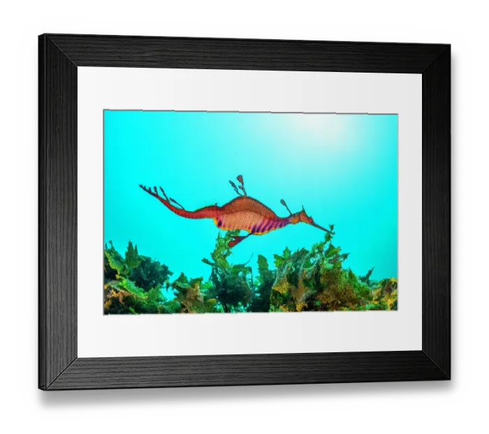 Framed Print : Weedy sea dragon foraging for food, Jervis Bay, NSW, Australia Framed Print : Weedy sea dragon foraging for food, Jervis Bay, NSW, Australia