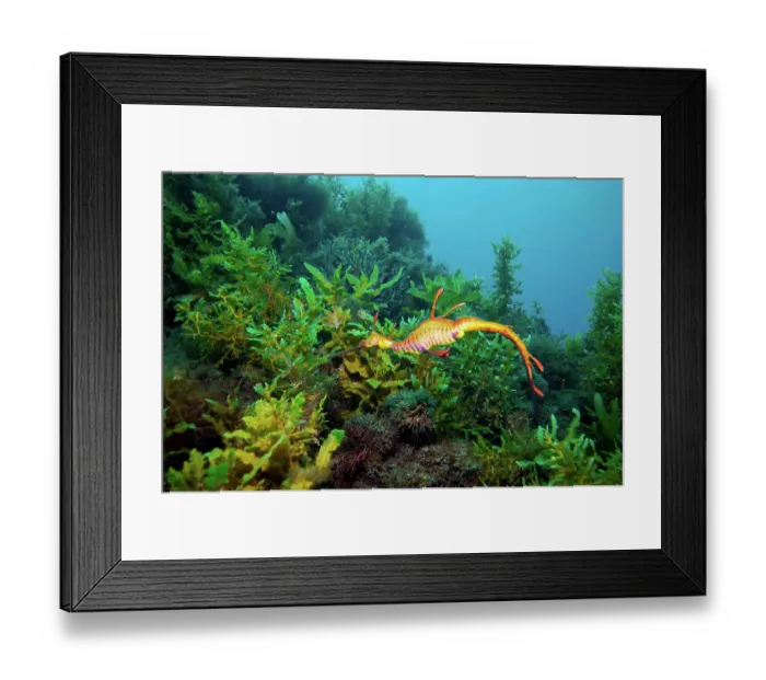 Framed Print : Weedy sea dragon