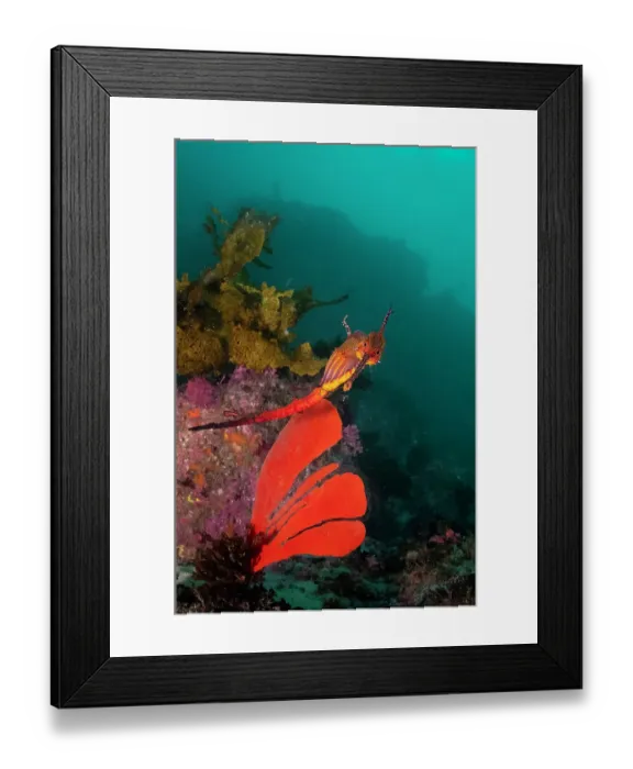Framed Print : Weedy sea dragon and soft coral, Jervis Bay, NSW, Australia Framed Print : Weedy sea dragon and soft coral, Jervis Bay, NSW, Australia