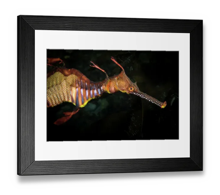 Framed Print : Weedy Sea Dragon