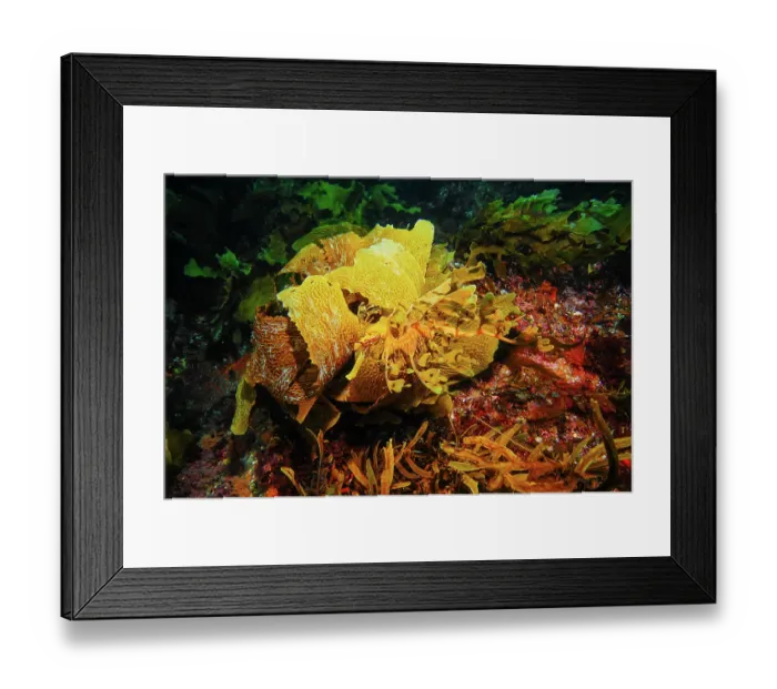 Framed Print : Leafy Sea Dragon