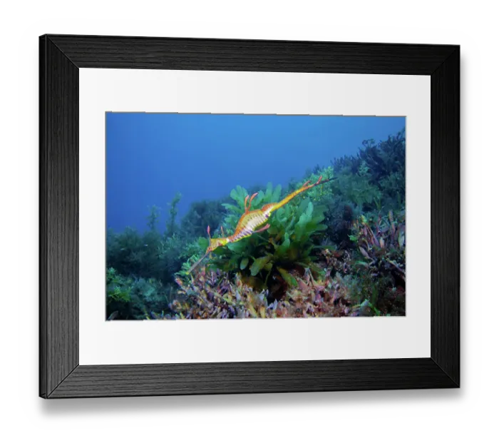 Framed Print : Weedy sea dragon