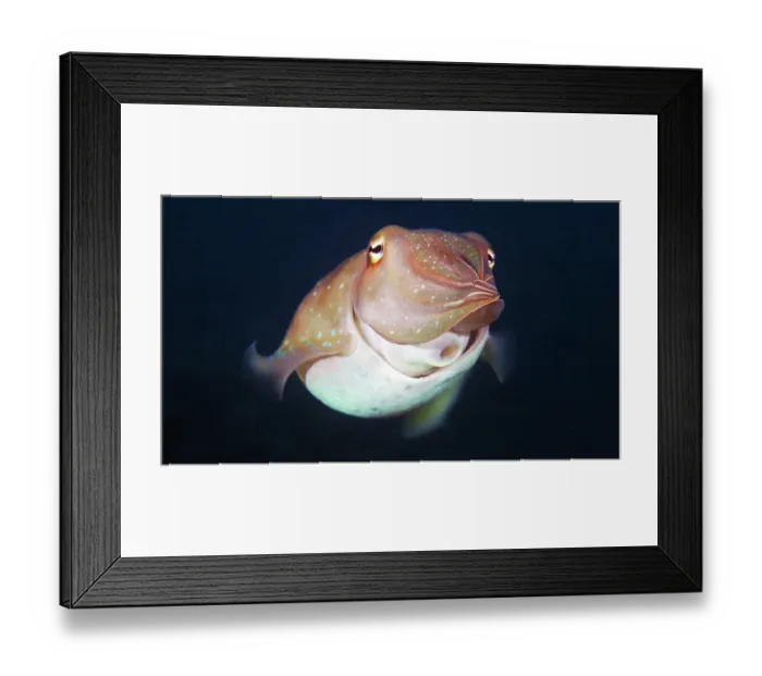 Framed Print : Cuttlefish - Sepia sp Framed Print : Cuttlefish - Sepia sp