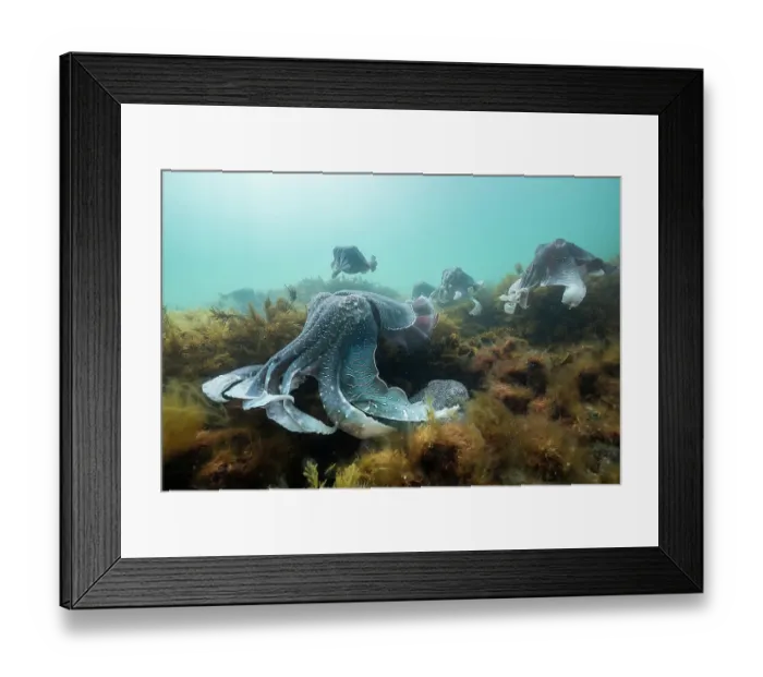 Framed Print : Large male Australian giant cuttlefish protecting his female from other males as she tries to lay her eggs, Whyalla, South Australia Framed Print : Large male Australian giant cuttlefish protecting his female from other males as she tries to lay her eggs, Whyalla, South Australia