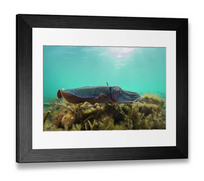 Framed Print : Male Australian giant cuttlefish swimming over kelp on a sunny afternoon, Whyalla, South Australia Framed Print : Male Australian giant cuttlefish swimming over kelp on a sunny afternoon, Whyalla, South Australia