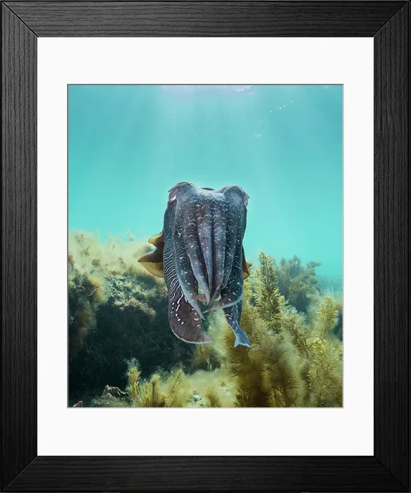 Framed Print : Male Australian giant cuttlefish swimming over kelp on a sunny afternoon, Whyalla, South Australia Framed Print : Male Australian giant cuttlefish swimming over kelp on a sunny afternoon, Whyalla, South Australia