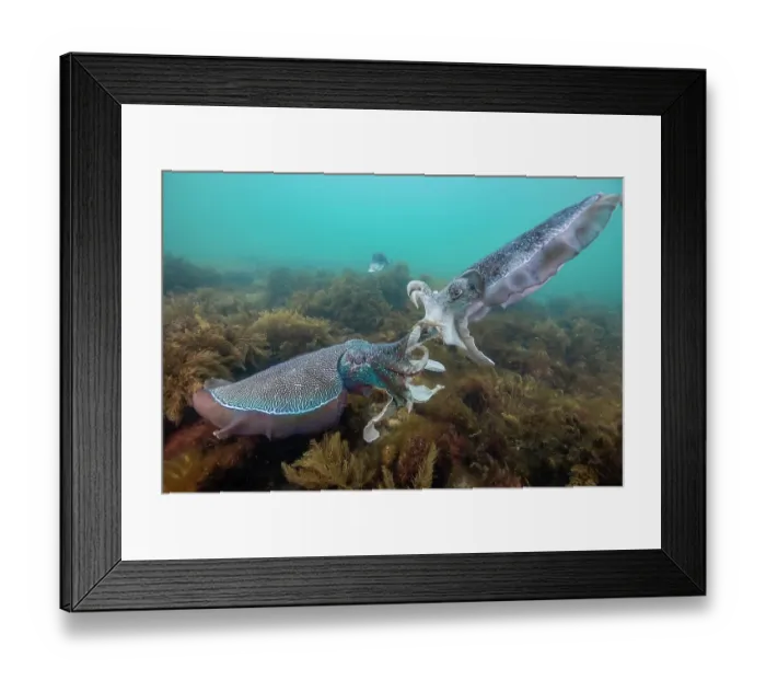 Framed Print : Two male Australian giant cuttlefish fighting over a female during the annual mating migration season, Whyalla, South Australia