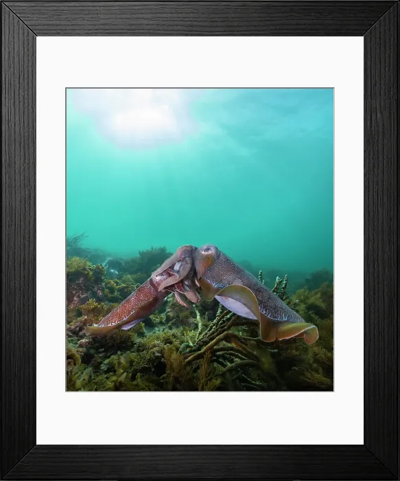 Framed Print : Giant Australian cuttlefish mating Framed Print : Giant Australian cuttlefish mating