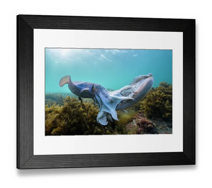Framed Print : Male Australian giant cuttlefish fighting for the right to try and mate with a female, Whyalla, South Australia Framed Print : Male Australian giant cuttlefish fighting for the right to try and mate with a female, Whyalla, South Australia