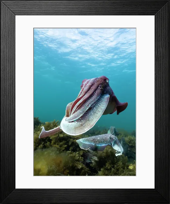 Framed Print : Male Australian giant cuttlefish during the annual mating and migration season for these animals, South Australia Framed Print : Male Australian giant cuttlefish during the annual mating and migration season for these animals, South Australia