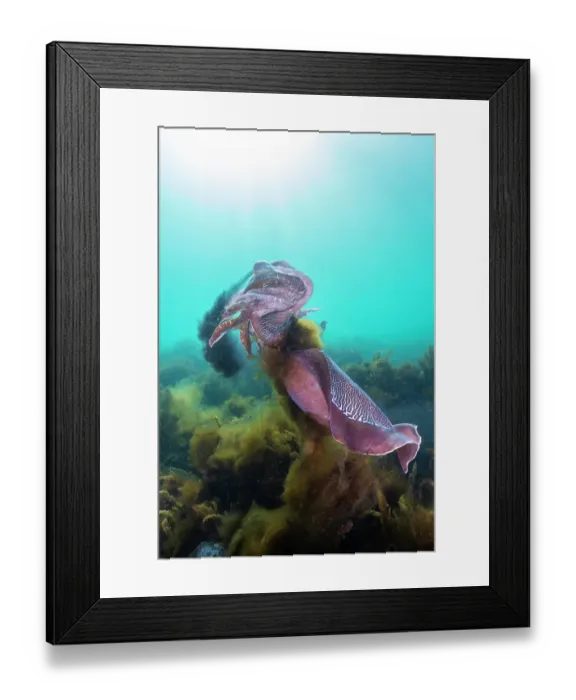 Framed Print : Male Australian giant cuttlefish fighting for the right to try and mate with a female, Whyalla, South Australia. One of them is starting to squirt ink to try and disorient his opponent Framed Print : Male Australian giant cuttlefish fighting for the right to try and mate with a female, Whyalla, South Australia. One of them is starting to squirt ink to try and disorient his opponent