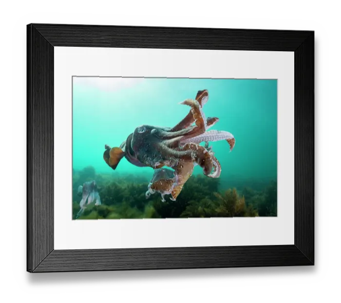 Framed Print : Male Australian giant cuttlefish threatening other males to keep away from his territory, Whyalla, South Australia Framed Print : Male Australian giant cuttlefish threatening other males to keep away from his territory, Whyalla, South Australia