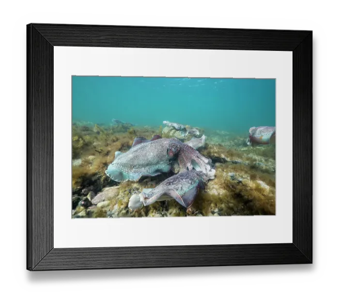 Framed Print : Male Australian giant cuttlefish fights off another male as he protects his female while she tries to lay her eggs in a crevice, Whyalla, South Australia Framed Print : Male Australian giant cuttlefish fights off another male as he protects his female while she tries to lay her eggs in a crevice, Whyalla, South Australia