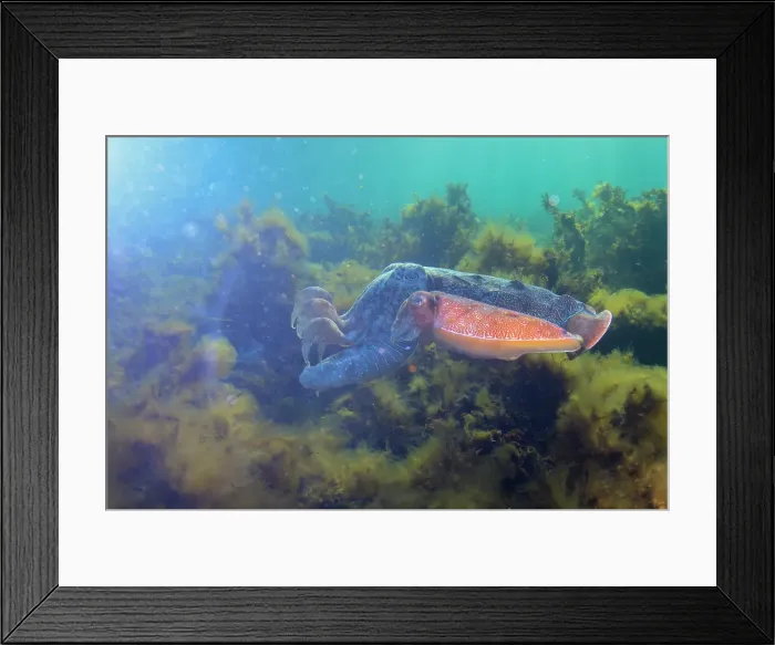 Framed Print : South Australian Giant CuttleFish mating season Framed Print : South Australian Giant CuttleFish mating season