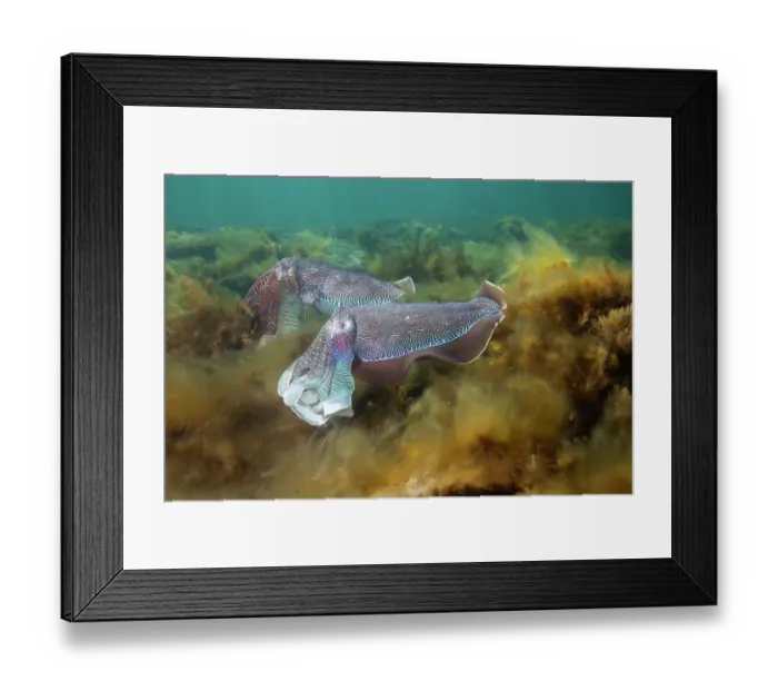 Framed Print : South Australian Giant CuttleFish mating season Framed Print : South Australian Giant CuttleFish mating season