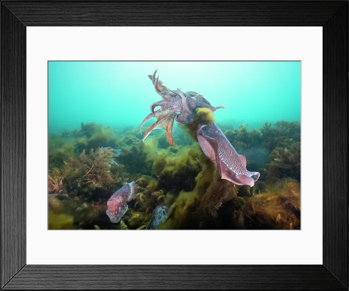Framed Print : Male Australian giant cuttlefish fighting for the right to try and mate with a female, Whyalla, South Australia