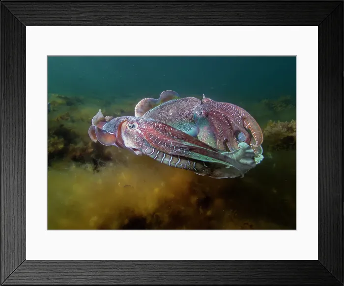 Framed Print : South Australian Giant CuttleFish mating season Framed Print : South Australian Giant CuttleFish mating season
