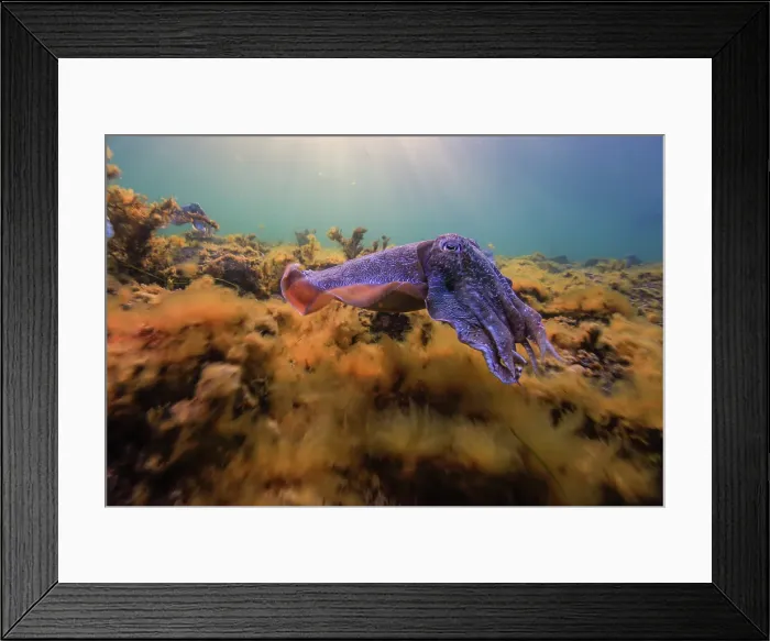 Framed Print : South Australian Giant CuttleFish mating season Framed Print : South Australian Giant CuttleFish mating season
