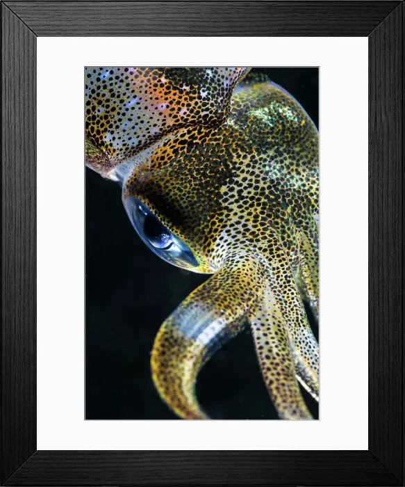 Framed Print : Bigfin Reef Squid Eye - Sepioteuthis lessoniana Framed Print : Bigfin Reef Squid Eye - Sepioteuthis lessoniana