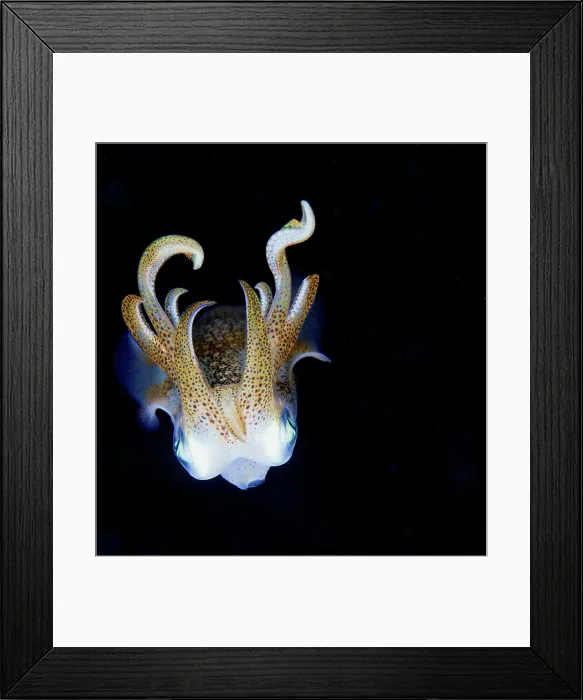 Framed Print : Squid at night Framed Print : Squid at night