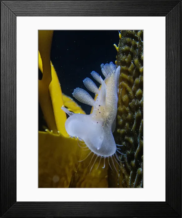 Framed Print : Hooded Nudibranch (Melibe leonina) Framed Print : Hooded Nudibranch (Melibe leonina)