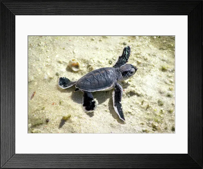 Framed Print : Baby Sea Turtle on the beach at Heron Island on the Great Barrier Reef Framed Print : Baby Sea Turtle on the beach at Heron Island on the Great Barrier Reef