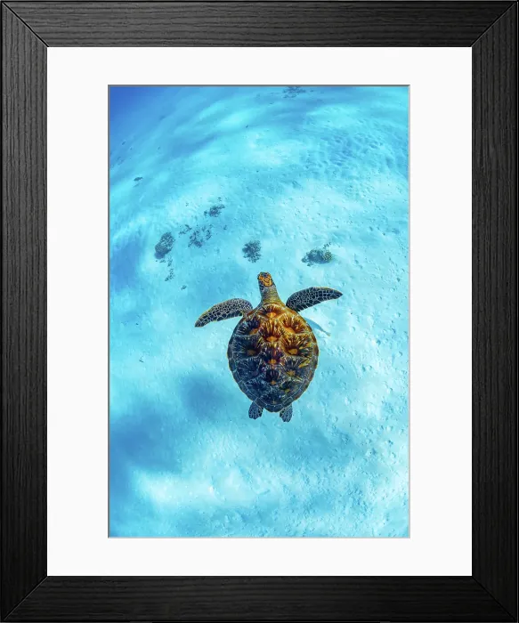 Framed Print : Green turtle in turquoise lagoon Framed Print : Green turtle in turquoise lagoon