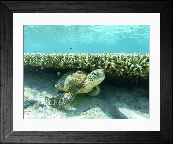 Framed Print : Large Green Turtle resting underneath a long coral ledge in the clear blue waters of the Great barrier Reef Queensland