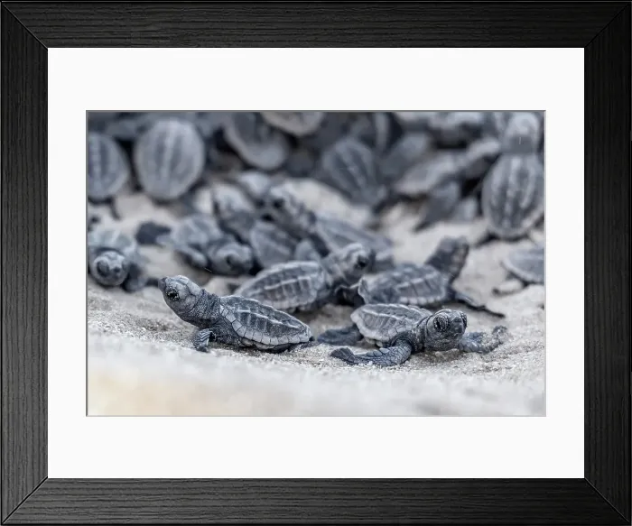 Framed Print : New Life. Loggerhead turtles hatch Framed Print : New Life. Loggerhead turtles hatch