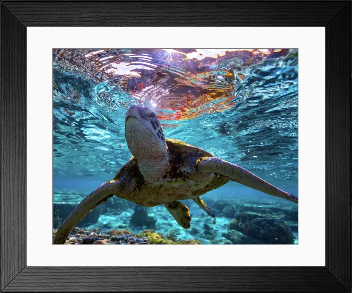 Framed Print : Sea Turtle Framed Print : Sea Turtle