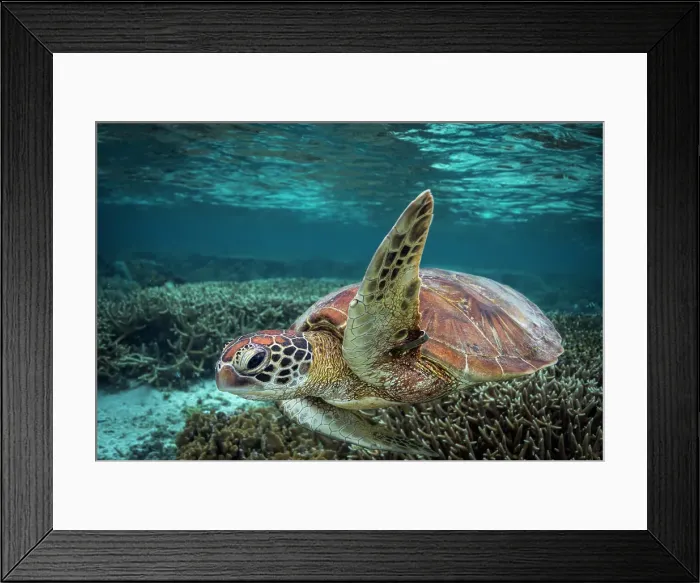 Framed Print : High Fin. This Green Sea Turtle giving me the high fin as he swim by me Framed Print : High Fin. This Green Sea Turtle giving me the high fin as he swim by me