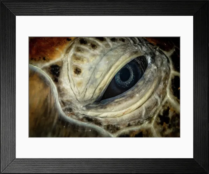 Framed Print : Underwater Heron Island