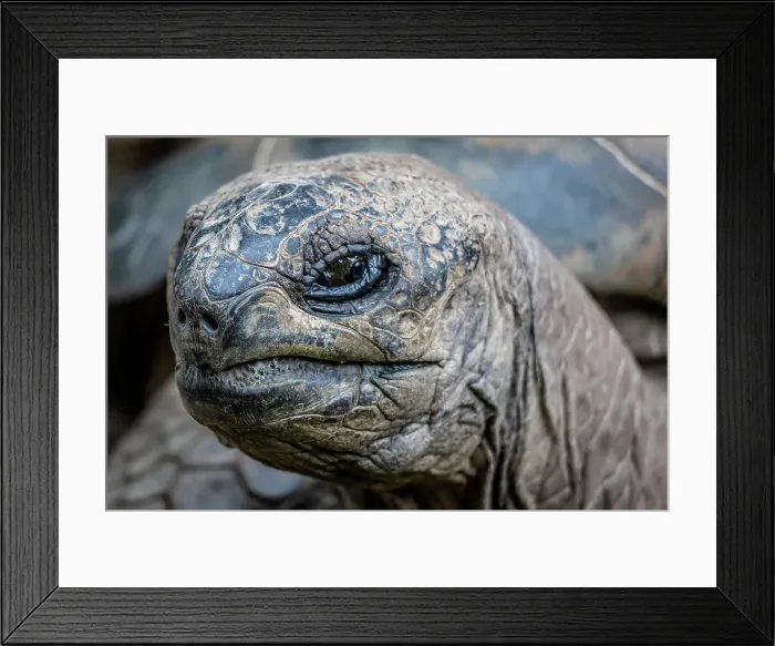 Framed Print : galapagos turtle Framed Print : galapagos turtle